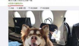 热点爆料狗狗系列视频,萌宠日常，欢乐无限